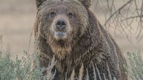 2-Day Private Yellowstone Tour(Lower and Upper Loops w Iconic Sites) w Lunch