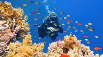Private Snorkeling day Trip with Paradise Island or Orange Bay 