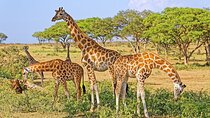 15-Day Gorilla and chimps Trekking, Big 5 and Nature Sighting Safari