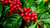 Cruisileline Semarang Port Central Java.(Tlogo Agro Plantation Highlight ) 5H 