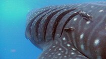 Adventure and Snorkel with the Whale Shark departing from Cancun