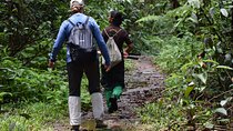 Sinharaja Rain Forest Tour from Colombo