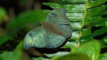 Butterfly and Dragonfly Watching Tours in Sinharaja Rainforest