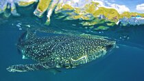 Full Day Shark Watching and Canyoneering in Cebu 