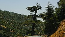 Day Trip to Middle Atlas Mountain and Berber Villages from Fes
