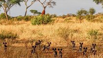 8-Day Tanzania Wildlife and Beach Safari