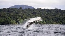 4 Days Pacific Coast Whale Watching