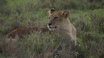 9-Day Enchanting Tanzania Safari -High End All Inclusive