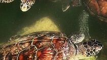 Salaam Cave, Spice Tour, Secret Garden, Prison Tour, Dolphin Tour