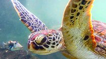Swim with Sea Turtles; Stone Town with Lunch; Prison Island Tour