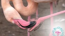 Sanctuary Los Flamingos Tour