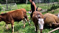 Original Carpathian Village Experience and Sinaia in one day tour