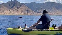 Whale Watch and Scenic Tour from Kayak