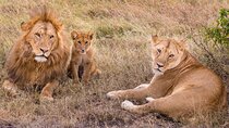 4-Day Simba Safari - Mid Range Tour