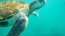 Snorkeling with Giant Turtles, The Red Church, Pamplemousses Garden & Port Louis