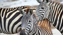 Ultimate Safari Adventure: Ngorongoro - Serengeti - Manyara