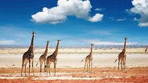 4 Days Tarangire, Serengeti and Ngorongoro Crater Lodge Safari