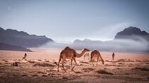 Private 5-Day Tour in Jodan