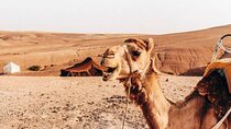 Half-Day Private Camel Riding in Agafay Desert with Pick Up