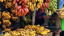Spice Tour; Stone Town Tour; Island Pongwe Restaurant; Baraka Aquarium; Kendwa