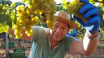 Mallorca Bodega & Olive Minibus Tour incl. Pick-up South Coast