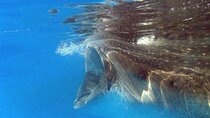 Adventure and Snorkel with the Whale Shark from Tulum