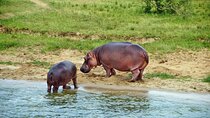 3-Day Private Safari to Queen Elizabeth National Park in Uganda
