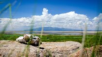 5-Day Majestic Tanzania Safari - High End All Inclusive