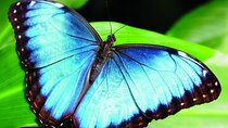 Monteverde hiking trails & Chocolate- coffee & Sugar cane tour