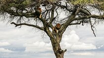 10-Day Predators Tanzania Safari Luxury Package