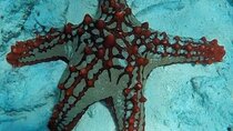 Luxury Starfish Adventure+ Blue Lagoon +Snorkeling + The rock restaurant 