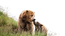 Libearty Bear Sanctuary and Dracula's Castle - Day Tour from Bucharest