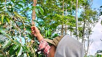 Journey of Bali coffee