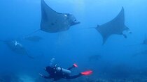 Scuba Diving In Nusa Penida