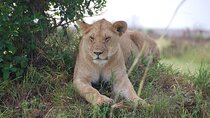 4 Days Private Lake Nakuru National Park Tour and Masai Mara