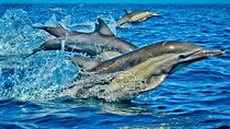 Dolphin Tour, Monkey Tour, Secret Garden, Spice Tour, Salaam Cave