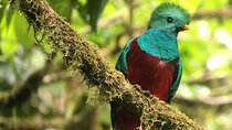 BirdwatchingTour between clouds and forest Monteverde