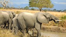  Mikumi National Park Day Trip Safari by SGR Train
