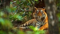 2 Days : Jhalana Leopards & Ranthambore Tiger Safari From Jaipur 