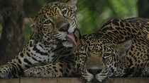  Private Wildlife and Sightseeing Tour to Natuwa Rescue Center