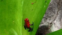 Tour to the Monteverde Reserve rainforest wildlife observation from San Jose