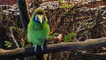 Tour to the Curricancha Reserve in Monteverde, a paradise for birdwatchers from San José