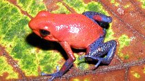 Blue River Waterfall and Rainforest Full Day Tour