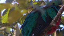 Bird watching in San Gerardo de Dota from San Jose/Alajuela