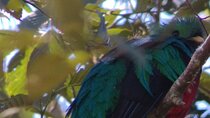 Full day hiking and bird watching at Savegre River San Gerardo near to San Jose