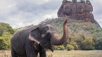 4 Days Tour to Kandy, Sigiriya, Trincomalee & Anuradhapura from Colombo