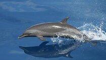 Sunset Dolphin Watching Boat Tour from Vrsar