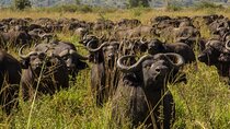 5-Day Sipi Falls and Kidepo Wildlife Tour