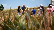 Maui Pineapple Farm Tour in Haliimaile