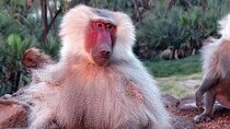 2 Days Wildlife Safari to Awash National Park 